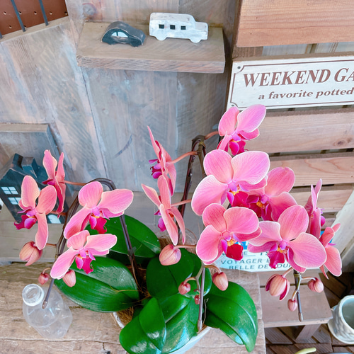 現品ラスト♡【素敵なアンティークオレンジ胡蝶蘭】陶器鉢入り♡贈り物