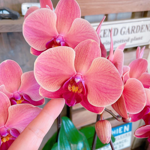 現品ラスト♡【素敵なアンティークオレンジ胡蝶蘭】陶器鉢入り♡贈り物