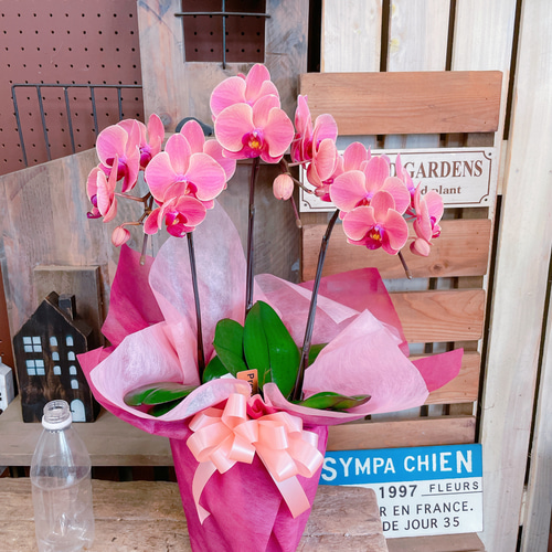 現品ラスト♡【素敵なアンティークオレンジ胡蝶蘭】陶器鉢入り♡贈り物