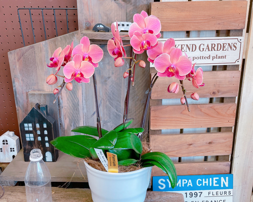 オレンジ 胡蝶蘭 アートフラワー 陶器鉢 ac1444e508faca595b8016efbe90c2