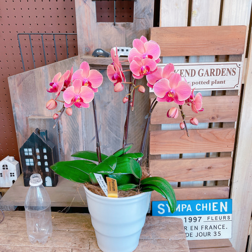 現品ラスト♡【素敵なアンティークオレンジ胡蝶蘭】陶器鉢入り♡贈り物