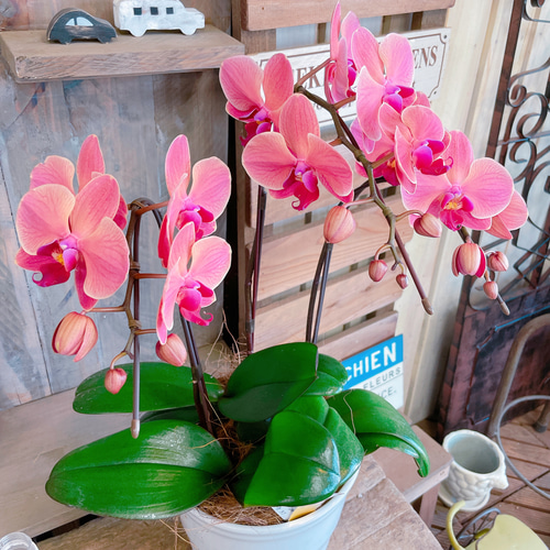 現品ラスト♡【素敵なアンティークオレンジ胡蝶蘭】陶器鉢入り♡贈り物