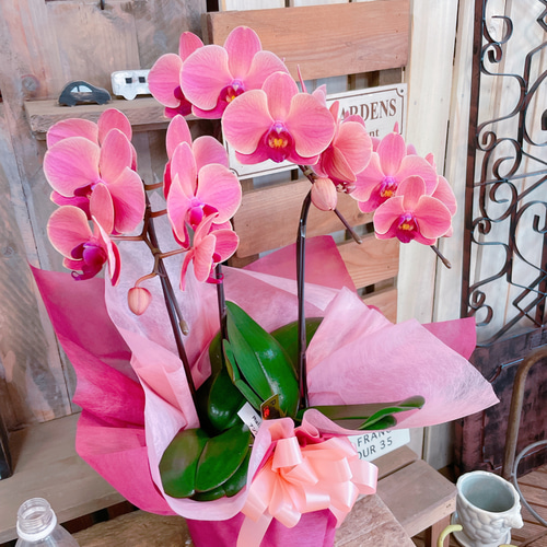 現品ラスト♡【素敵なアンティークオレンジ胡蝶蘭】陶器鉢入り♡贈り物