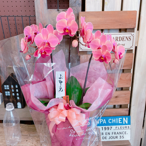 現品ラスト♡【素敵なアンティークオレンジ胡蝶蘭】陶器鉢入り♡贈り物