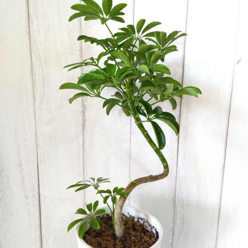 現品】シェフレラ・ホンコン曲がり① 樹形綺麗観葉植物 高級セラアート