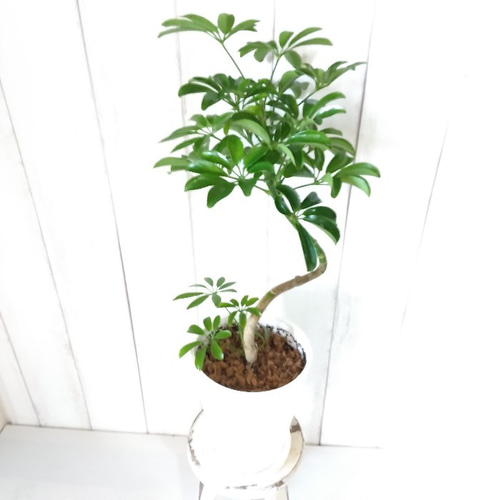 現品】シェフレラ・ホンコン曲がり① 樹形綺麗観葉植物 高級セラアート