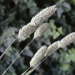 プロテア シルビアのドライフラワー（40cm級） ドライフラワー yurari