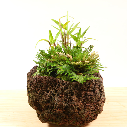 天然石・石鉢・盆石・水鉢・コケ鉢】石付石・岩松・岩ヒバ・寄せ植え鉢