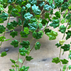 天使のいたずら♡プミラ♡ガーデニング♡観葉植物 5枚目の画像