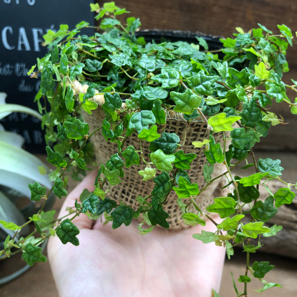 天使のいたずら♡プミラ♡ガーデニング♡観葉植物 2枚目の画像