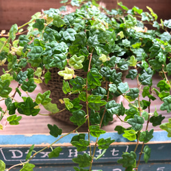 天使のいたずら♡プミラ♡ガーデニング♡観葉植物 1枚目の画像