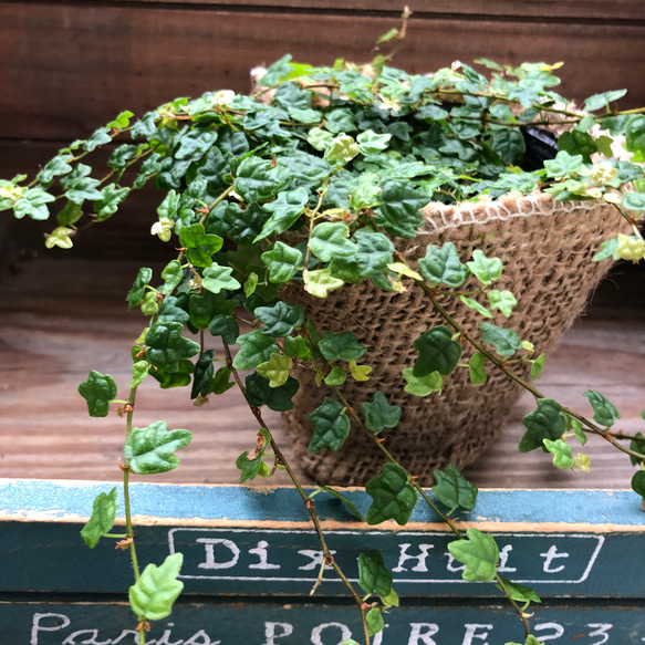 天使のいたずら♡プミラ♡ガーデニング♡観葉植物 10枚目の画像