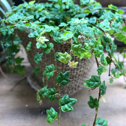 天使のいたずら♡プミラ♡ガーデニング♡観葉植物 8枚目の画像