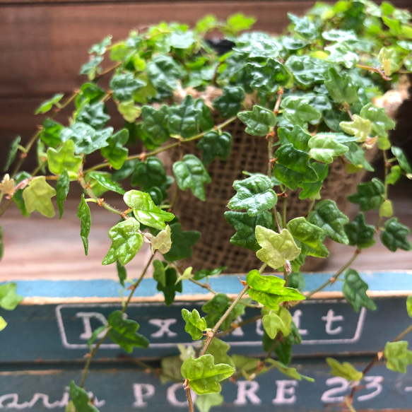 天使のいたずら♡プミラ♡ガーデニング♡観葉植物 3枚目の画像