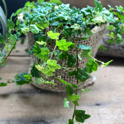 天使のいたずら♡プミラ♡ガーデニング♡観葉植物 9枚目の画像