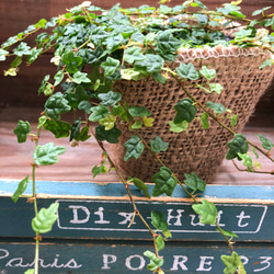 天使のいたずら♡プミラ♡ガーデニング♡観葉植物 6枚目の画像