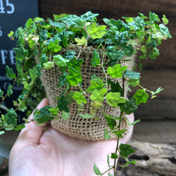 天使のいたずら♡プミラ♡ガーデニング♡観葉植物 7枚目の画像