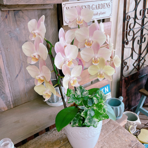 再販ラスト！素敵なラン♡【オシャレなお色の胡蝶蘭アイビー入り】陶器