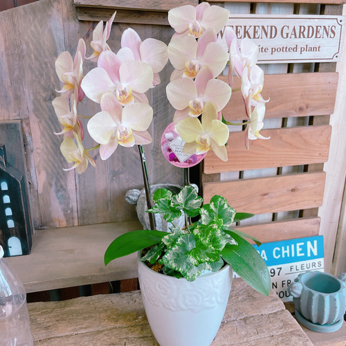 ファレノプシス（胡蝶蘭）とアイビーの鉢花 ファレノプシス(胡蝶蘭)と