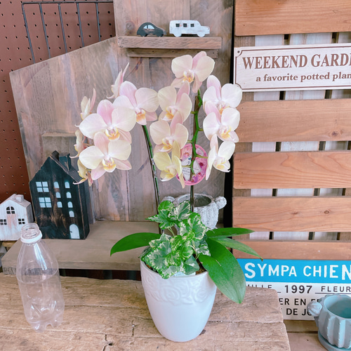 再販ラスト！素敵なラン♡【オシャレなお色の胡蝶蘭アイビー入り】陶器