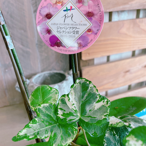 再販ラスト！素敵なラン♡【オシャレなお色の胡蝶蘭アイビー入り】陶器