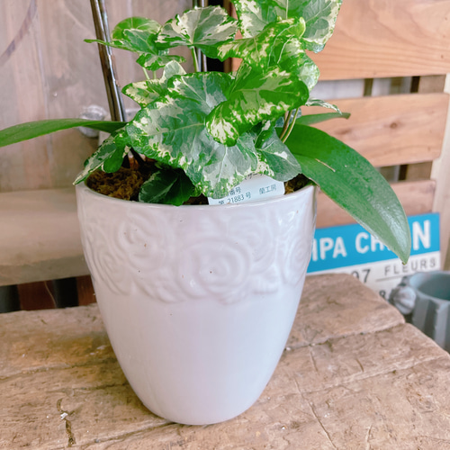 ファレノプシス（胡蝶蘭）とアイビーの鉢花 ファレノプシス（胡蝶蘭）とアイビーの鉢花 ファレノプシス（胡蝶蘭