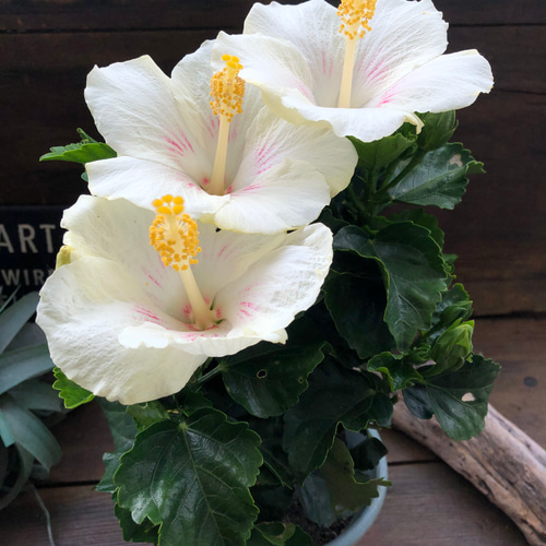 シンデレラ♡ハイビスカス♡夏色♡大苗♡ガーデニング プリザーブド