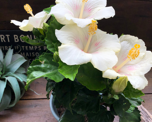 シンデレラ♡ハイビスカス♡夏色♡大苗♡ガーデニング プリザーブド