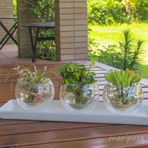 ダブルウオールグラスの海の砂浜＆グリーンの癒されプランツ ～ 透明感