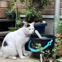 愛猫ちゃんが脱走しても見つかる★もしもの時に安心。ピンポイントで見つかります 犬 猫用 エアタグ専用首輪 ピンポイントで 10枚目の画像