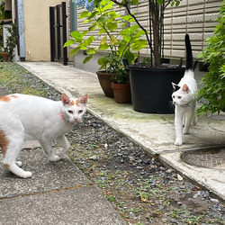 愛猫ちゃんが脱走しても見つかる★もしもの時に安心。ピンポイントで見つかります 犬 猫用 エアタグ専用首輪 ピンポイントで 8枚目の画像