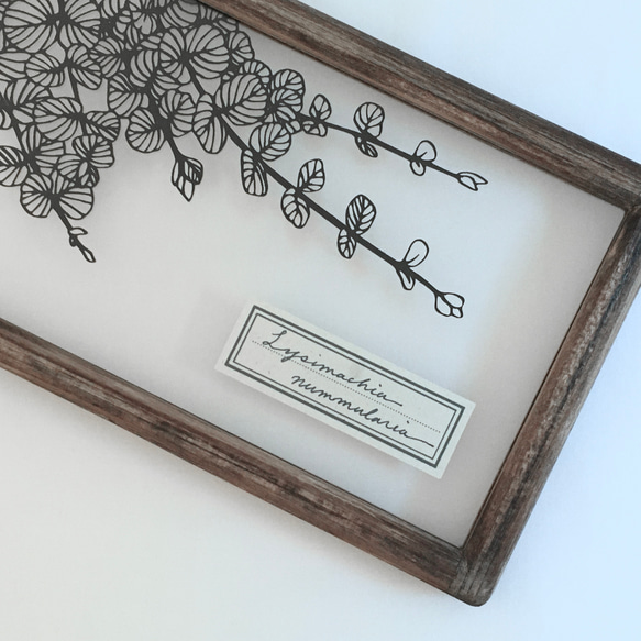 【植物標本シリーズ】リシマキア・ヌンムラリアの切り絵フレーム 4枚目の画像