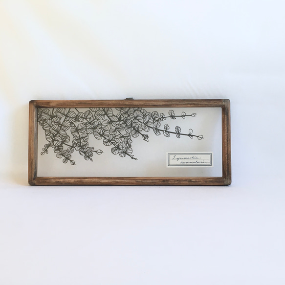 【植物標本シリーズ】リシマキア・ヌンムラリアの切り絵フレーム 1枚目の画像
