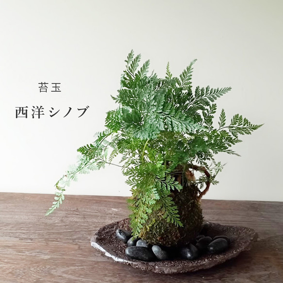 太い根茎、涼しげな葉が魅力のシダ植物【西洋しのぶ（シノブ）の苔玉