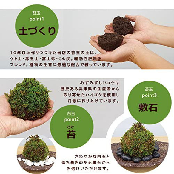 太い根茎、涼しげな葉が魅力のシダ植物【西洋しのぶ（シノブ）の苔玉・くらま岩器セット】 7枚目の画像