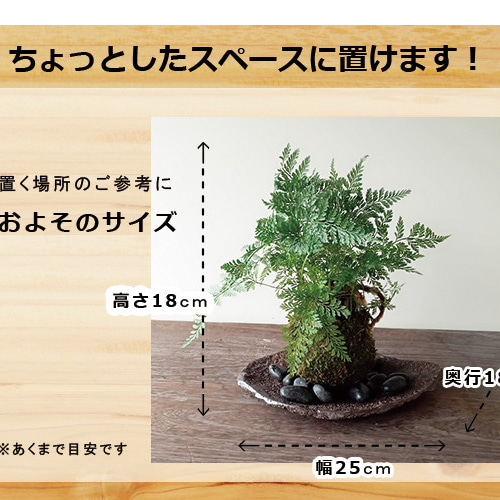 太い根茎、涼しげな葉が魅力のシダ植物【西洋しのぶ(シノブ)の 太い根茎、涼しげな葉が魅力のシダ植物【西洋しのぶ(シノブ)の