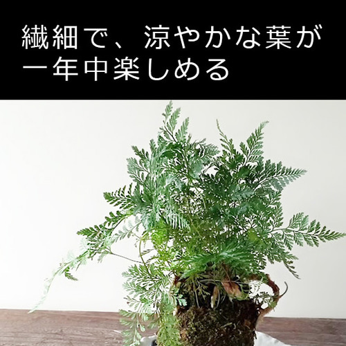 シノブ シダ植物 苔観葉植物 吊り下げ可能 ＊③ - メルカリ