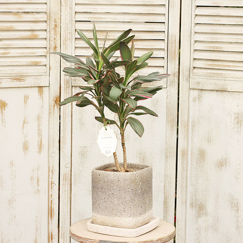 コルジリネ サンゴ ファイバー鉢 お皿付き 観葉植物 コルディリネ