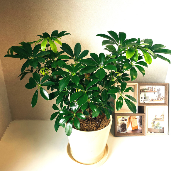 シェフレラ カポック 観葉植物 陶器鉢受け皿付き おしゃれ