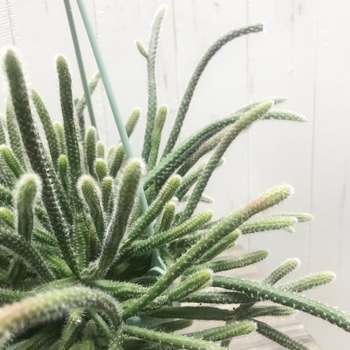 大株 リプサリス ホリダ 吊り鉢 その他インテリア雑貨 PLANTS 大株 リプサリス ホリダ 吊り鉢 その他インテリア雑貨 PLANTS
