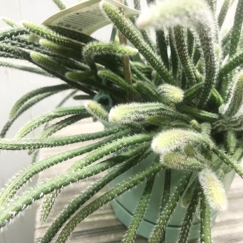 大株 リプサリス ホリダ 吊り鉢 その他インテリア雑貨 PLANTS 大株 リプサリス ホリダ 吊り鉢 その他インテリア雑貨 PLANTS
