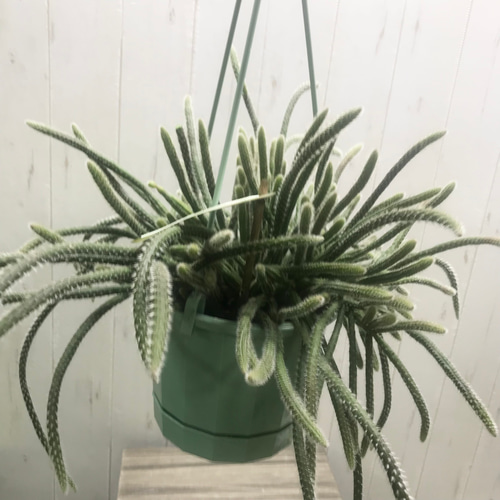大株 リプサリス ホリダ 吊り鉢 その他インテリア雑貨 PLANTS 大株 リプサリス ホリダ 吊り鉢 その他インテリア雑貨 PLANTS