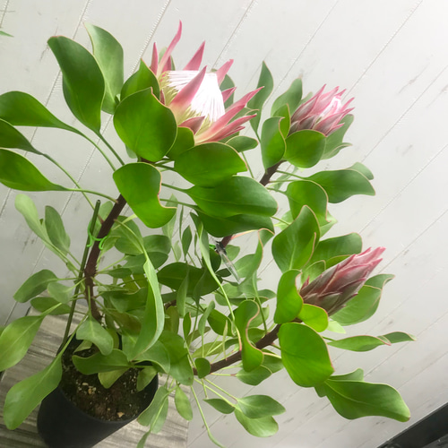 3芽株！！ プロテア キングプロテア リトルプリンス その他