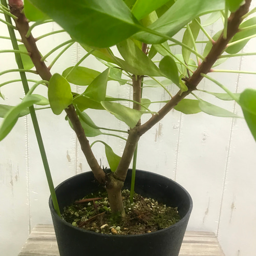 3芽株！！ プロテア キングプロテア リトルプリンス その他