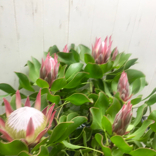 入園入学祝い 3芽株！！ プロテア その他 リトルプリンス キングプロテア 花