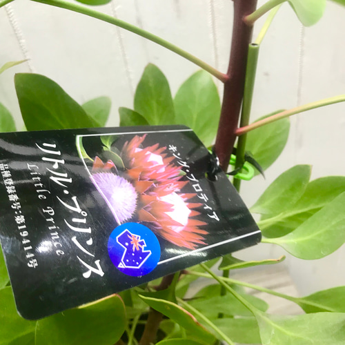 3芽株！！ プロテア キングプロテア リトルプリンス その他