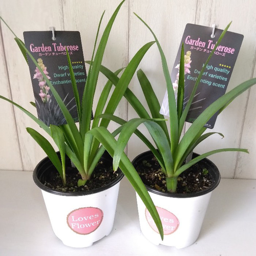 【希少品種】八重咲きチューベローズピンク他 希少品種】八重咲きチューベローズピンク他 八重咲きチューベローズ