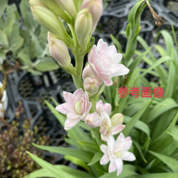 【希少品種】チューベローズ　花苗　ピンクの花　ダブル咲き　7月～9月開花　4号鉢【2ポットセット】　植物 7枚目の画像