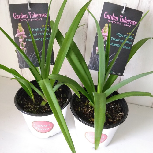 希少品種】チューベローズ 花苗 ピンクの花 ダブル咲き 7月～9月