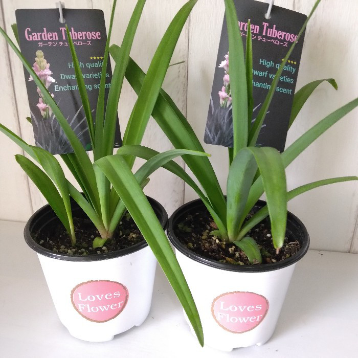希少品種】チューベローズ 花苗 ピンクの花 ダブル咲き 7月～9月